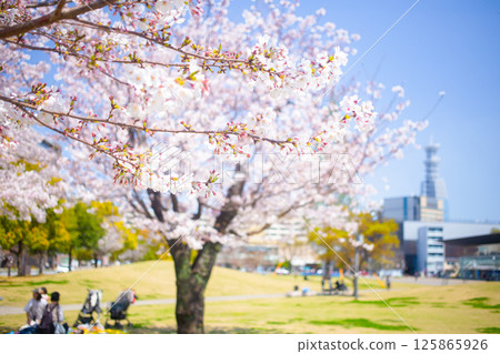 休息路和櫻花線 休息路和櫻花線 125865926