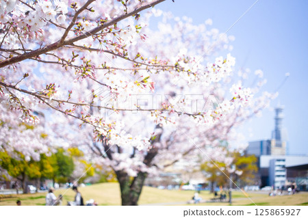 休息路和櫻花線 休息路和櫻花線 125865927