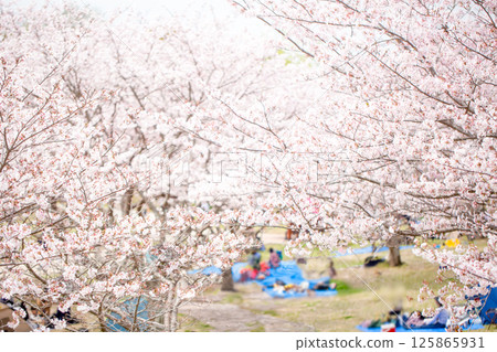 賞櫻賞櫻 125865931