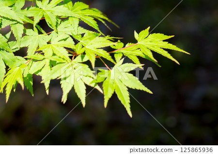 Fresh green maple 2 125865936