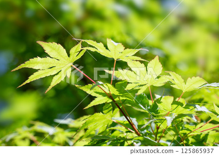 新鮮的綠色櫸樹 125865937