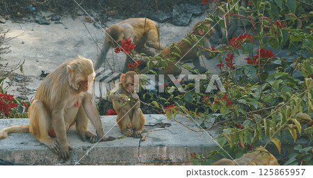 Agra, Uttar Pradesh, India. Family Of Monkeys Sits On Roof. Small Monkey Eat Leafs. Bonnet Macaque - Macaca Radiata Or Zati. Animal Games. Indian Fauna 125865957