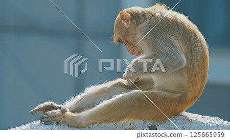 Agra, Uttar Pradesh, India. Monkey Sit Edge Of Roof And Combs Itself In Search Of Fleas. Every Day Life Of India. Bonnet Macaque - Macaca Radiata Or Zati. Animal Life. Indian Fauna. Close-up View Agra, Uttar Pradesh, India. Monkey Sit Edge Of Roof And Combs Itself In Search Of Fleas. Every Day Life Of India. Bonnet Macaque - Macaca Radiata Or Zati. Animal Life. Indian Fauna. Close-up View 125865959