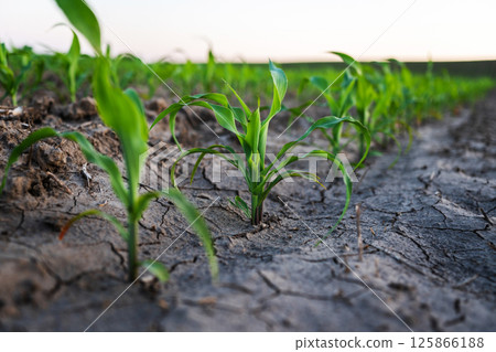 Close-up of single corn sprout emerging from dry cracked farmland soil Close-up of single corn sprout emerging from dry cracked farmland soil 125866188