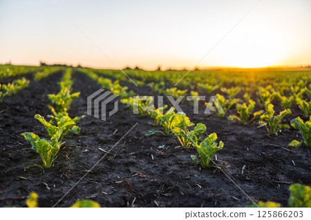 Fresh sugar beet seedlings in neat rows at sunrise on cultivated dark farmland 125866203
