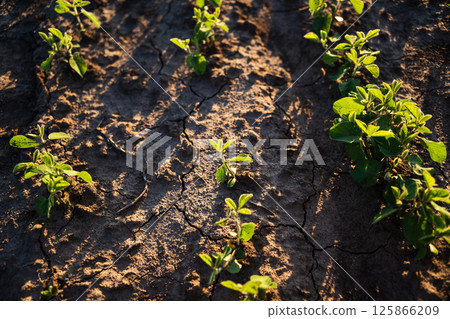 Cracked dry soil with early-stage soybean seedlings at golden hour Cracked dry soil with early-stage soybean seedlings at golden hour 125866209