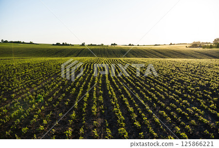 Soybean rows curving along hilly farmland at sunrise in rural area 125866221