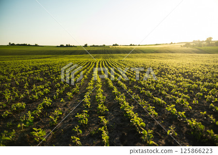 Rows of young soybean plants growing on fertile soil under evening sunlight Rows of young soybean plants growing on fertile soil under evening sunlight 125866223