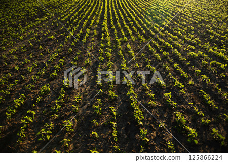 Soybean field captured from above forming perfect planting symmetry Soybean field captured from above forming perfect planting symmetry 125866224