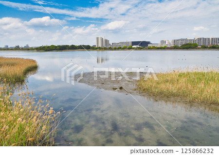 Yatsu tidal flat (Narashino City, Chiba Prefecture) 125866232