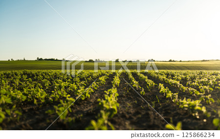 Soybean field stretching toward horizon under bright summer evening light Soybean field stretching toward horizon under bright summer evening light 125866234