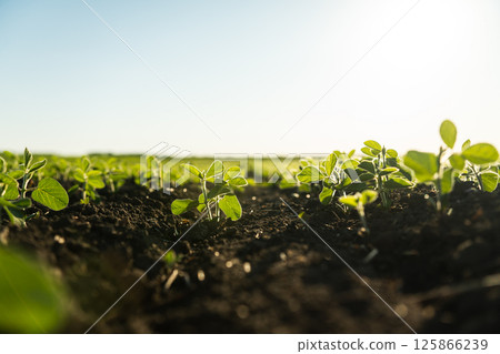 Multiple soybean seedlings growing in soil with soft warm sunlight Multiple soybean seedlings growing in soil with soft warm sunlight 125866239