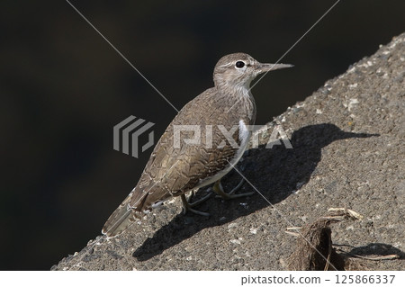 Urgent Urgent 125866337