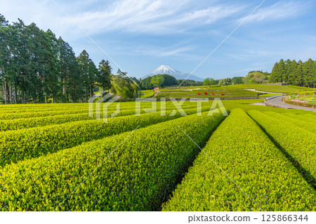[靜岡縣]富士山茶園 125866344