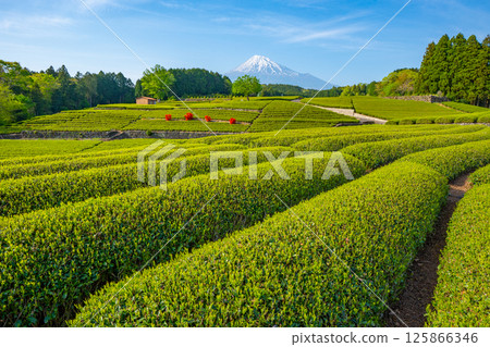 [Shizuoka Prefecture] Mt. Fuji Tea Field 125866346