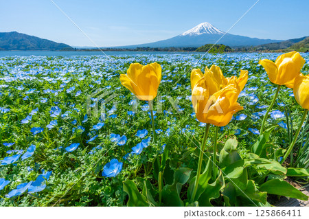 Mt. Fuji, Nemophila and Tulips [Lake Kawaguchi Oishi Park] 125866411