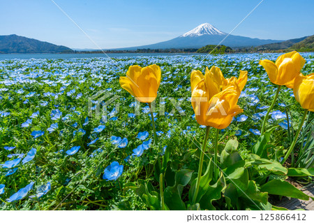 Mt. Fuji, Nemophila and Tulips [Lake Kawaguchi Oishi Park] 125866412