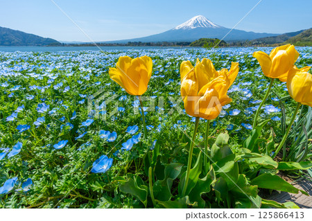 Mt. Fuji, Nemophila and Tulips [Lake Kawaguchi Oishi Park] 125866413