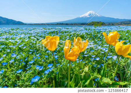 Mt. Fuji, Nemophila and Tulips [Lake Kawaguchi Oishi Park] 125866417