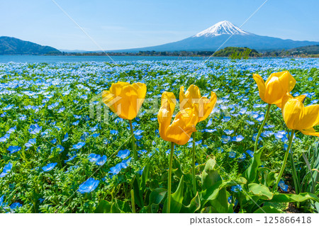 Mt. Fuji, Nemophila and Tulips [Lake Kawaguchi Oishi Park] 125866418