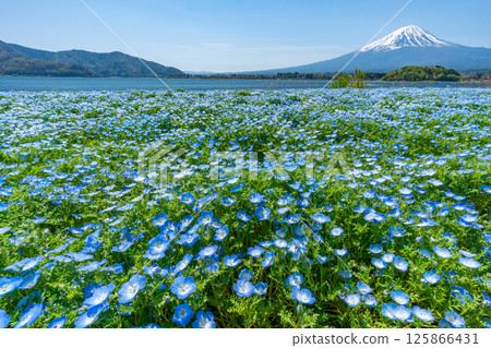 Mt. Fuji, Nemophila and Tulips [Lake Kawaguchi Oishi Park] 125866431