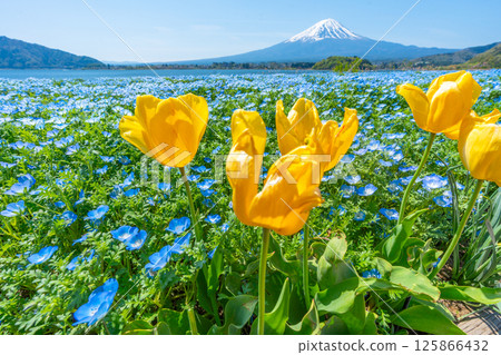 Mt. Fuji, Nemophila and Tulips [Lake Kawaguchi Oishi Park] 125866432