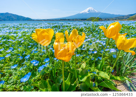 Lake Kawaguchi Oishi Park Nemophila, Mt. Fuji and Tulips Lake Kawaguchi Oishi Park Nemophila, Mt. Fuji and Tulips 125866433