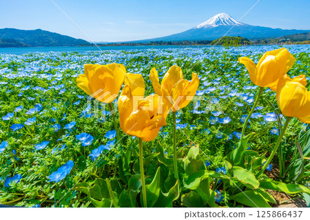 富士山、Nemophila和郁金香[河口湖大石公園] 125866437