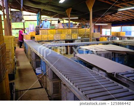 配送中心輸送機 125866442