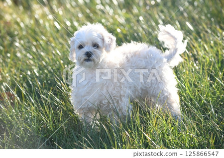 Fluffy and cute mixed breed dog Maltipoo 125866547
