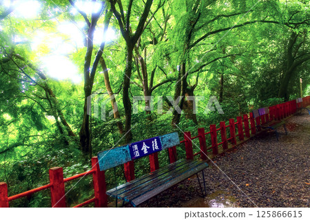 【香川】初夏的金刀比羅神社：逆光照亮白峰神社前的長椅，新綠色映襯著神社 125866615