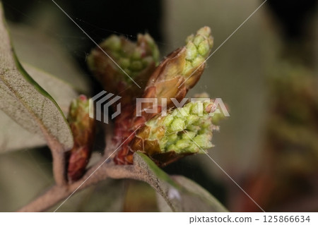 Nature Plants Quercus phillyraeoides, a tree of the beech family. It is a dioecious plant, with male flowers appearing before the female flowers. 125866634