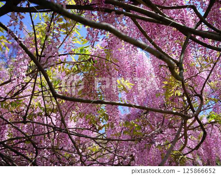 Wisteria flowers swaying in the breeze 125866652