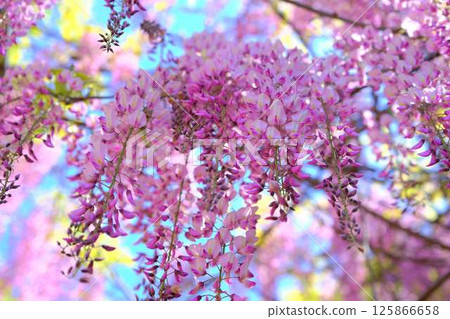 紫藤花在微風中搖曳 125866658