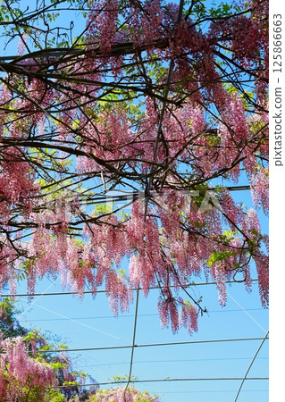 Wisteria flowers swaying in the breeze 125866663