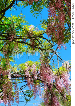 紫藤花在微風中搖曳 125866668