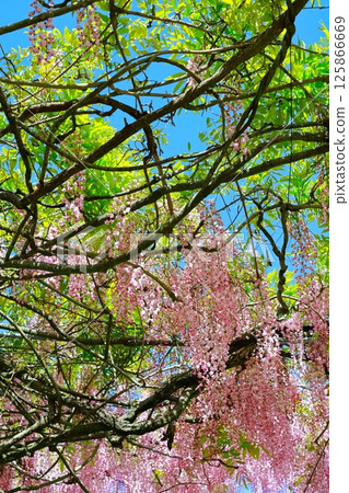 紫藤花在微風中搖曳 紫藤花在微風中搖曳 125866669