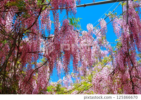 紫藤花在微風中搖曳 125866670