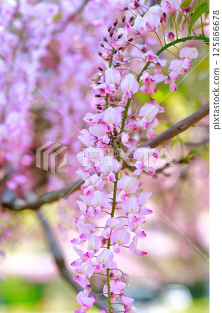 紫藤花在微風中搖曳 125866678