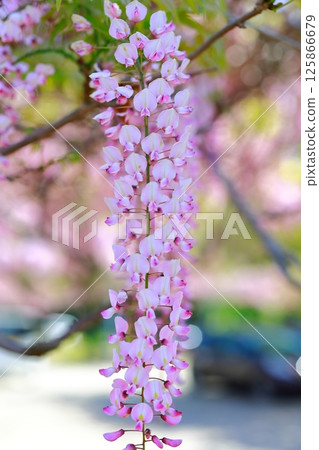 紫藤花在微風中搖曳 125866679