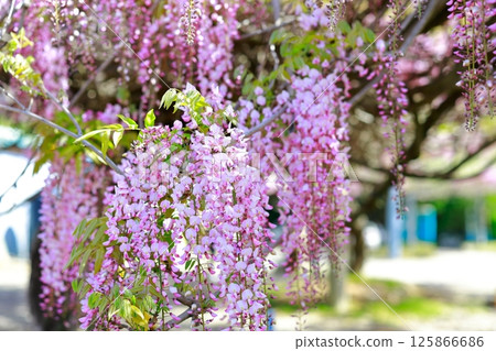 紫藤花在微風中搖曳 125866686