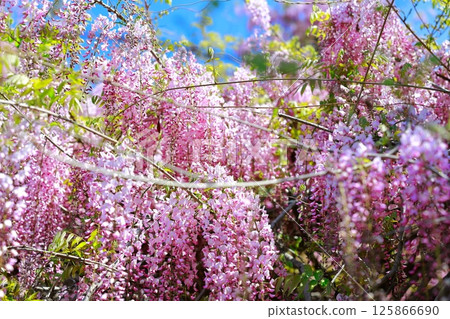 Wisteria flowers swaying in the breeze Wisteria flowers swaying in the breeze 125866690