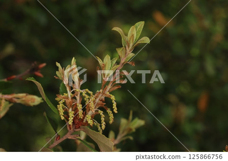 Nature Plants Ubamegashi, mid-April. Male flower spikes are growing on the lower part of the new branches. 125866756