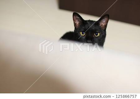 Cat looks at the top 125866757