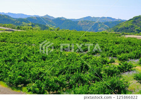 Mandarin orange field Mandarin orange field 125866822