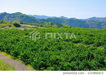 Mandarin orange field Mandarin orange field 125866823