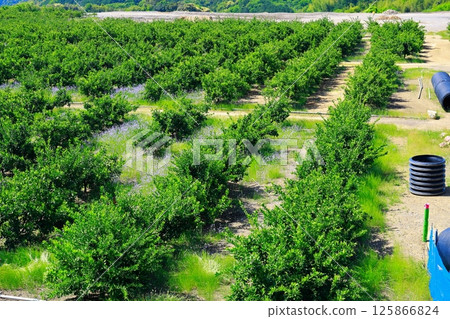Mandarin orange field 125866824