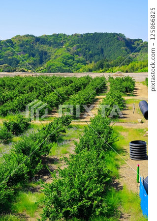 Mandarin orange field 125866825