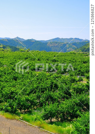 Mandarin orange field Mandarin orange field 125866827