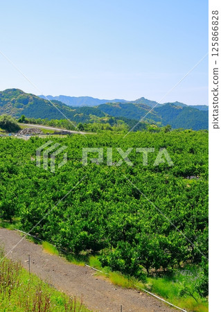 橘子田 橘子田 125866828